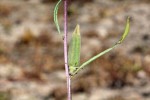 Sesamum calycinum subsp. baumii