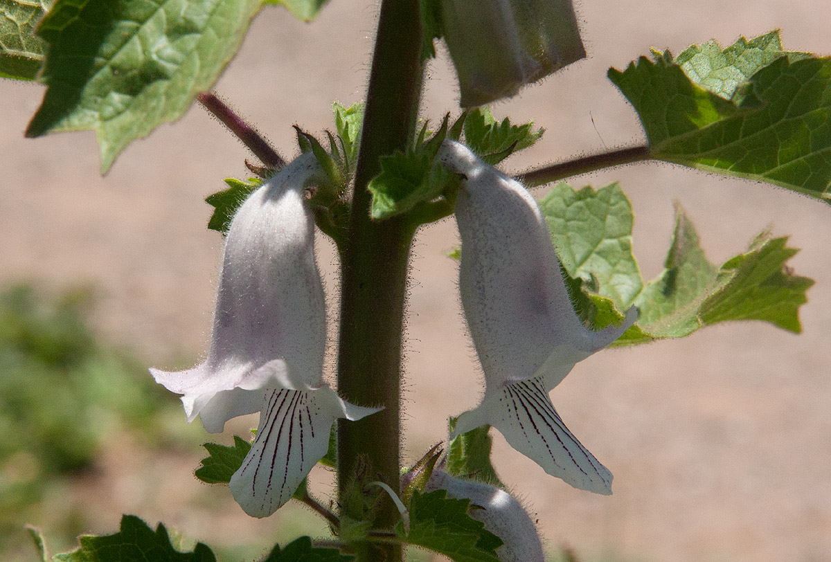 Ceratotheca triloba