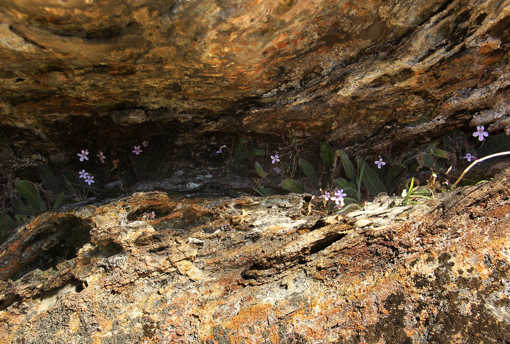 Streptocarpus hirticapsa