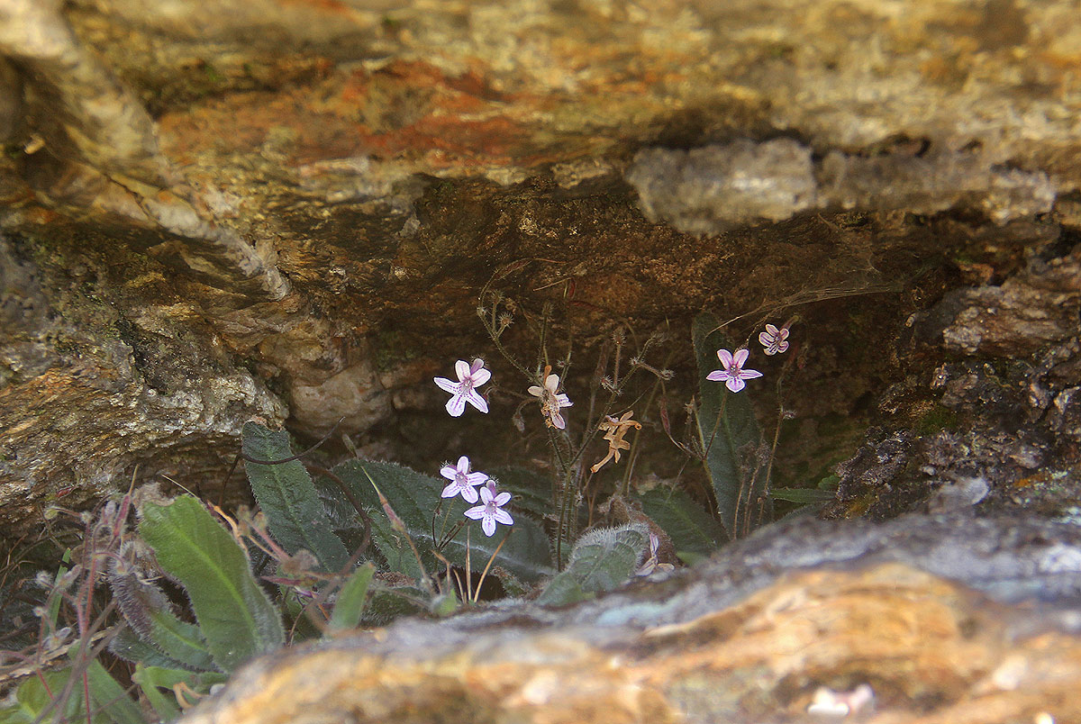 Streptocarpus hirticapsa