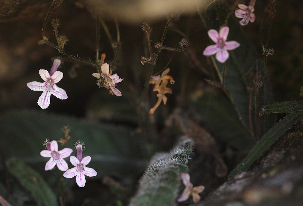 Streptocarpus hirticapsa