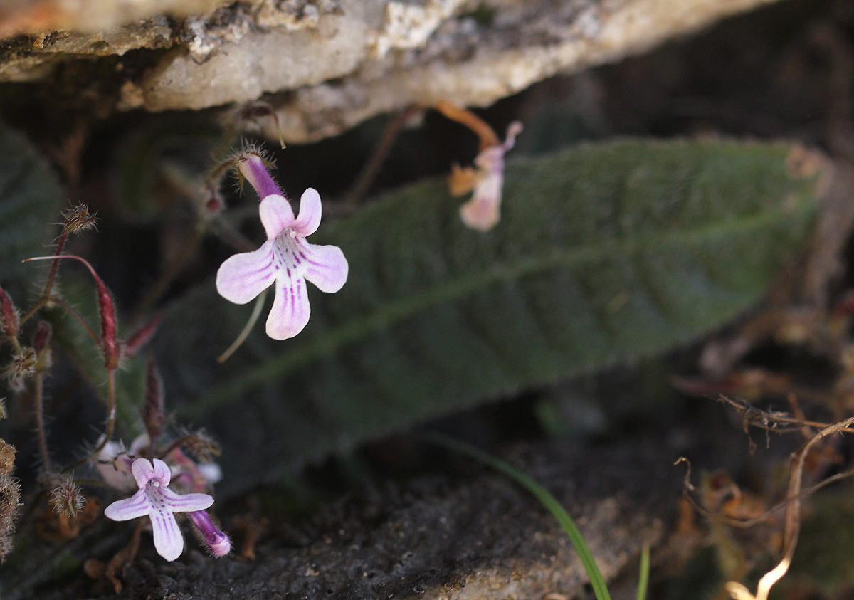 Streptocarpus hirticapsa