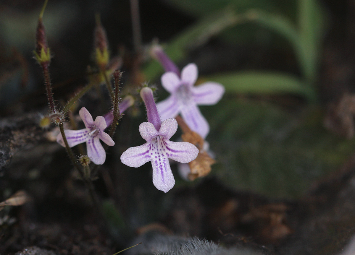 Streptocarpus hirticapsa