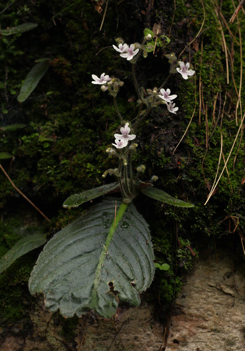 Streptocarpus hirticapsa