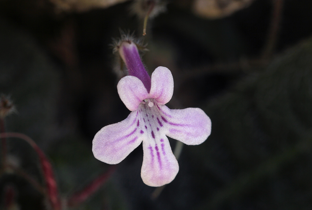 Streptocarpus hirticapsa