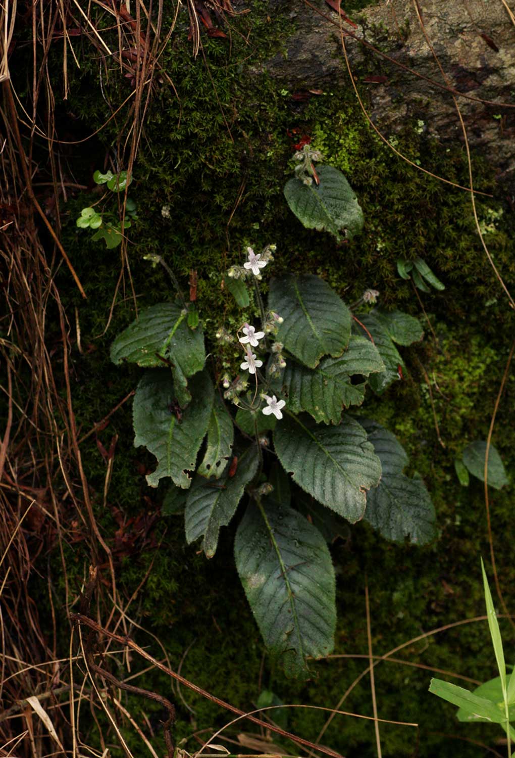 Streptocarpus hirticapsa Streptocarpus hirticapsa