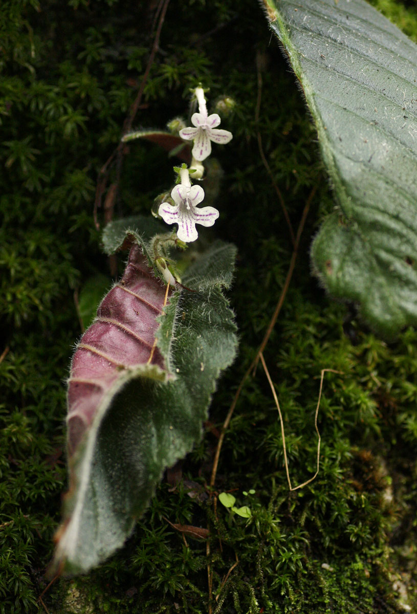 Streptocarpus hirticapsa