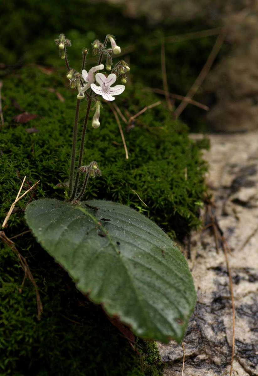 Streptocarpus hirticapsa