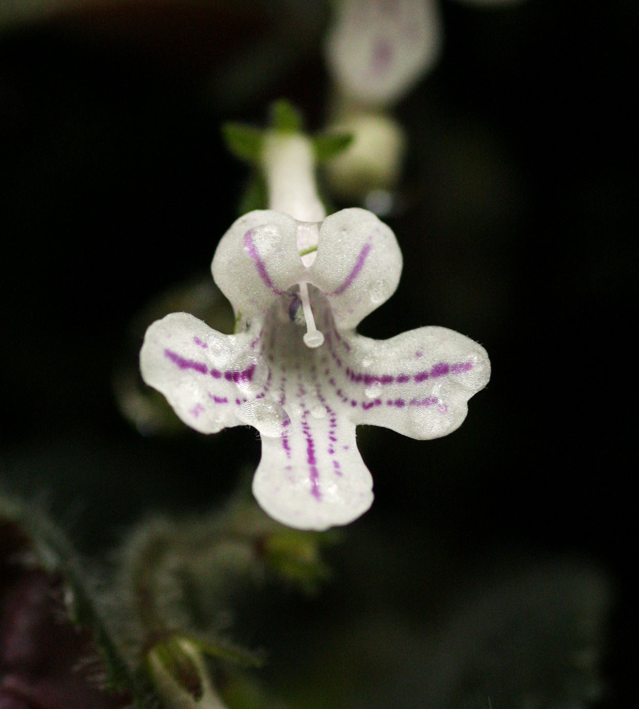 Streptocarpus hirticapsa Streptocarpus hirticapsa