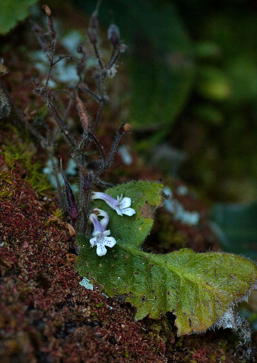 Streptocarpus hirticapsa