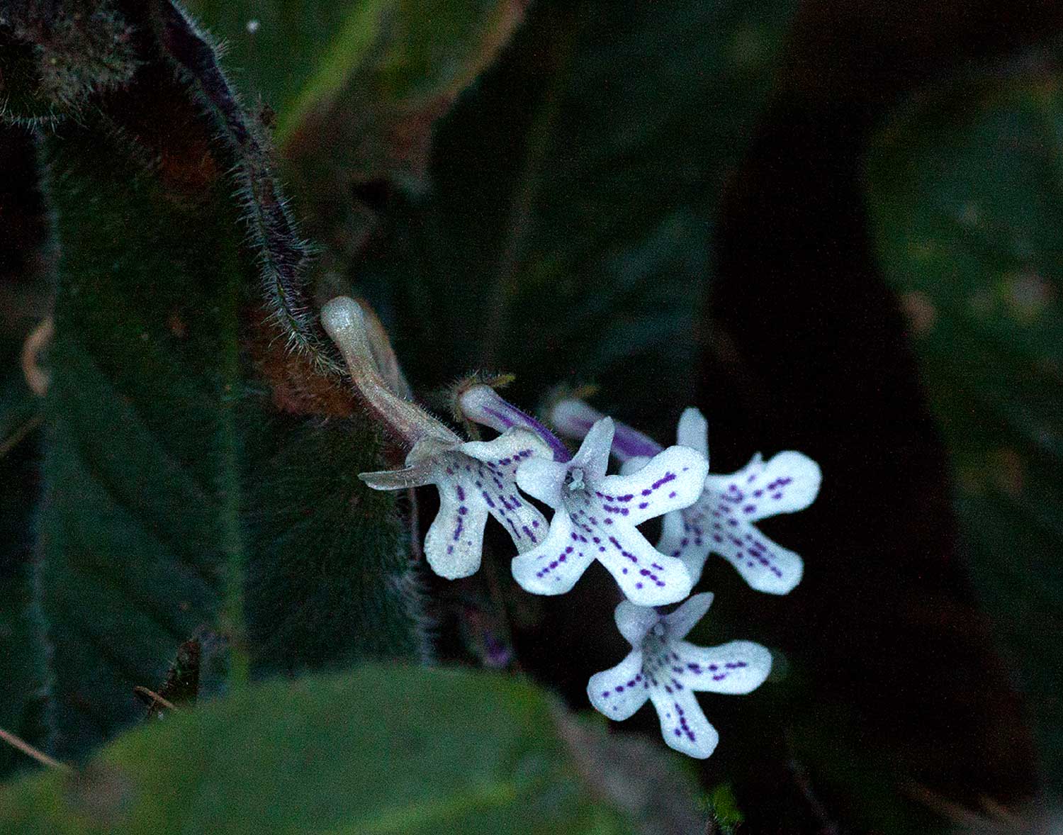 Streptocarpus hirticapsa