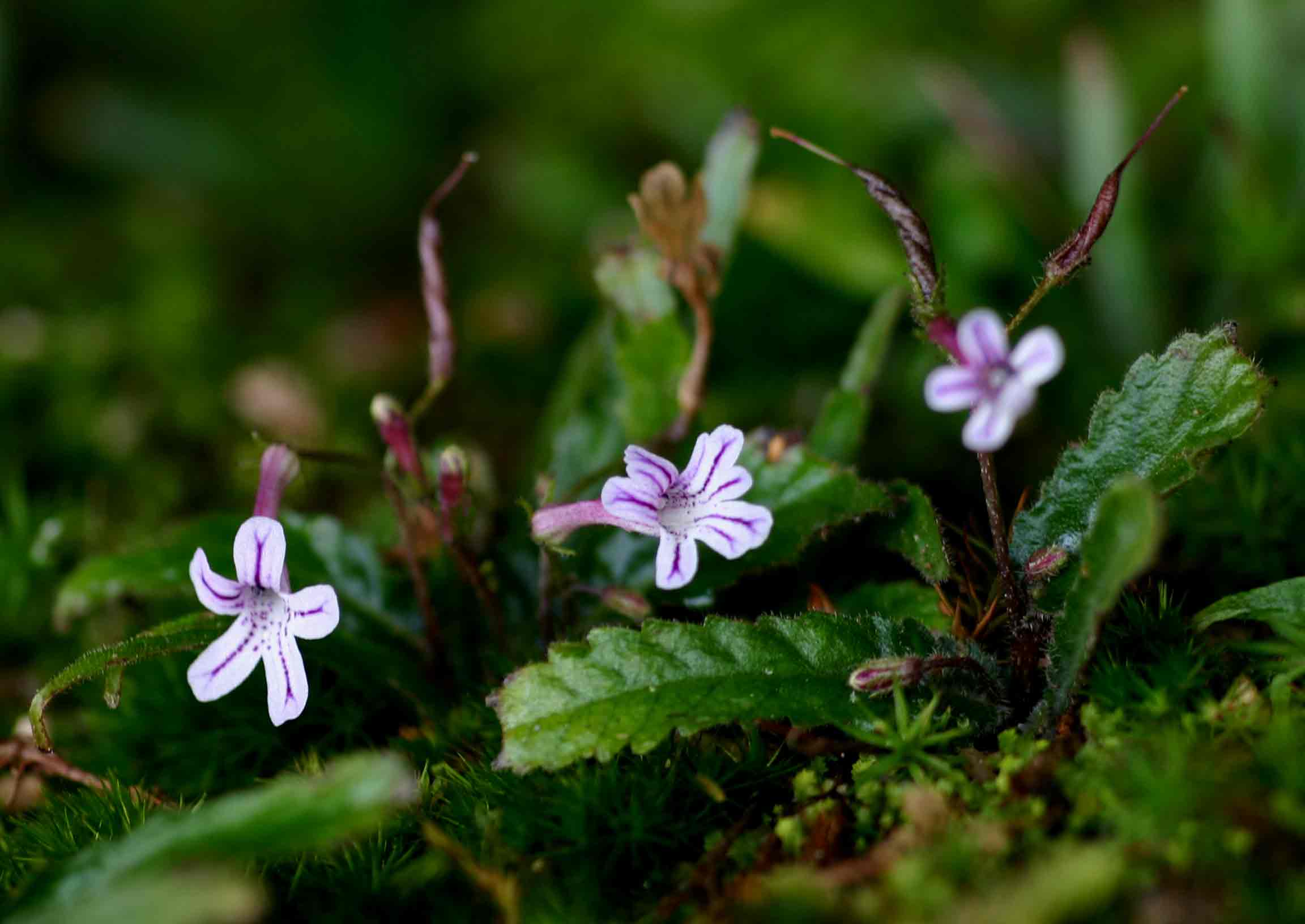 Streptocarpus pumilus Streptocarpus pumilus