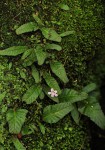 Streptocarpus pumilus