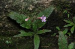 Streptocarpus pumilus