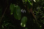 Streptocarpus solenanthus