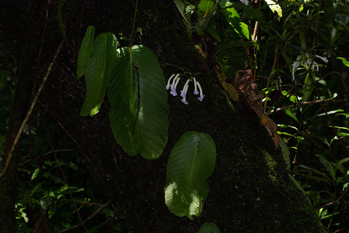 Streptocarpus solenanthus
