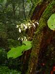 Streptocarpus umtaliensis