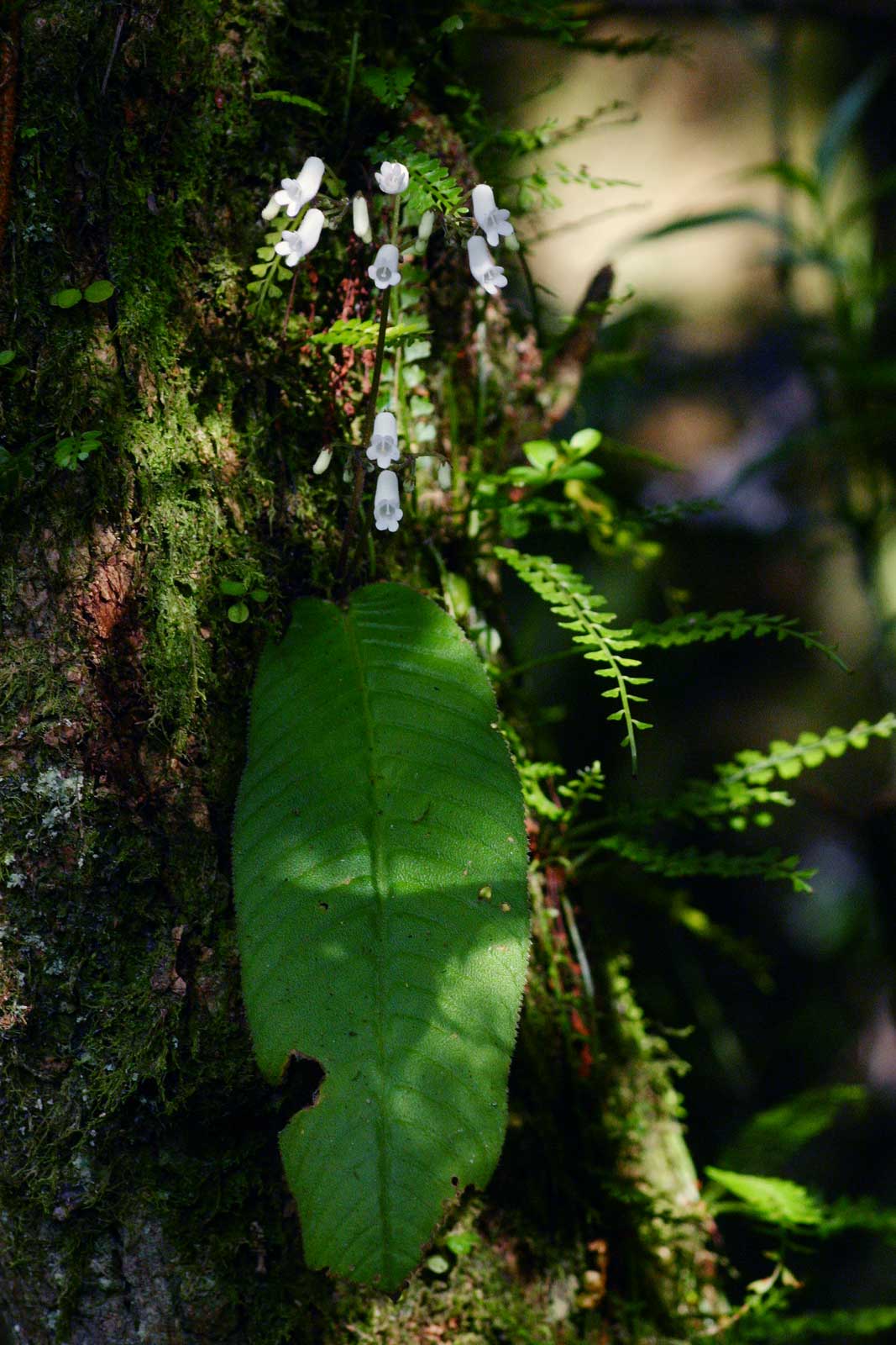 Streptocarpus umtaliensis Streptocarpus umtaliensis