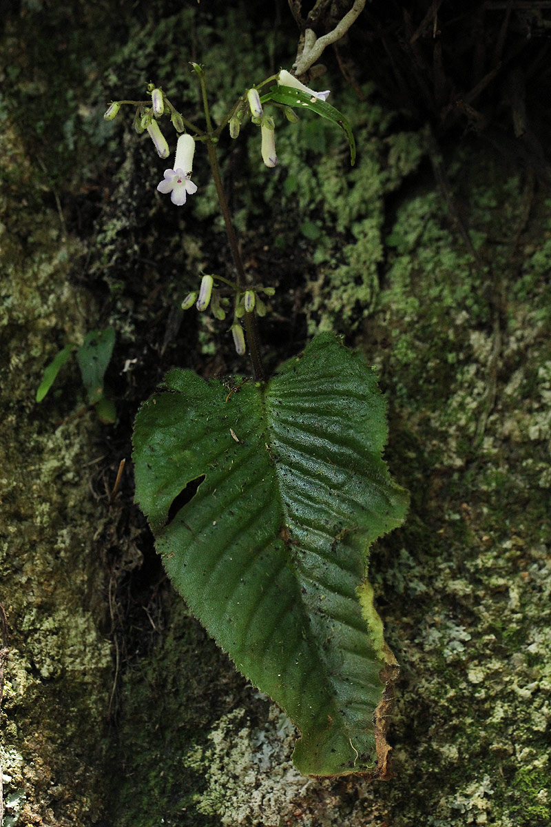 Streptocarpus umtaliensis