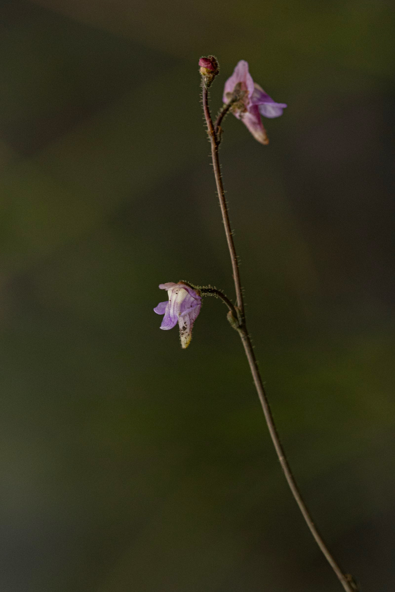 Genlisea africana Genlisea africana