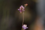 Genlisea africana
