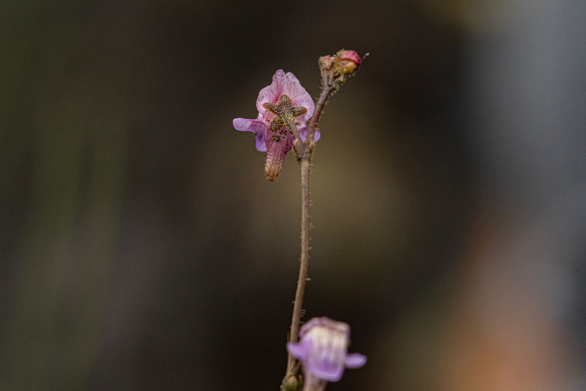 Genlisea africana Genlisea africana