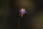 Genlisea africana