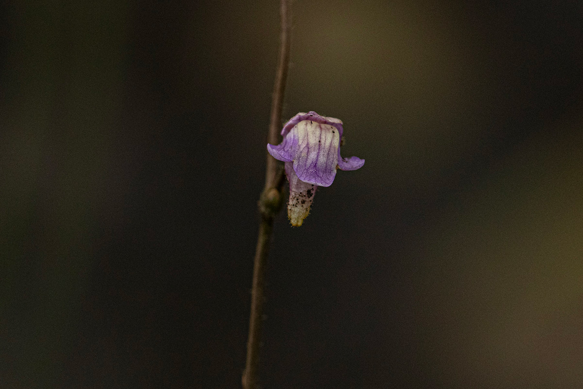 Genlisea africana Genlisea africana