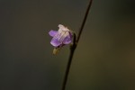 Genlisea africana