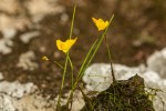 Utricularia gibba