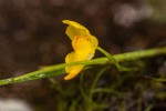 Utricularia gibba