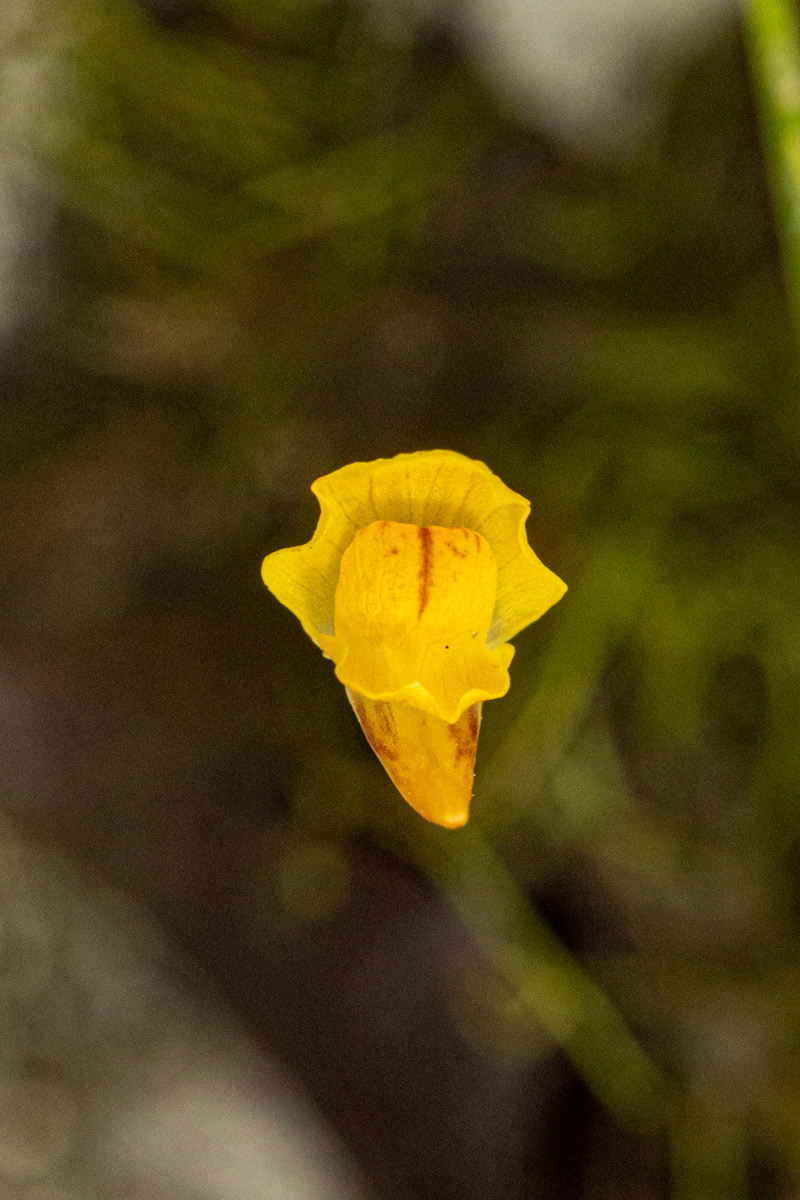 Utricularia gibba Utricularia gibba