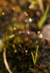 Utricularia pentadactyla