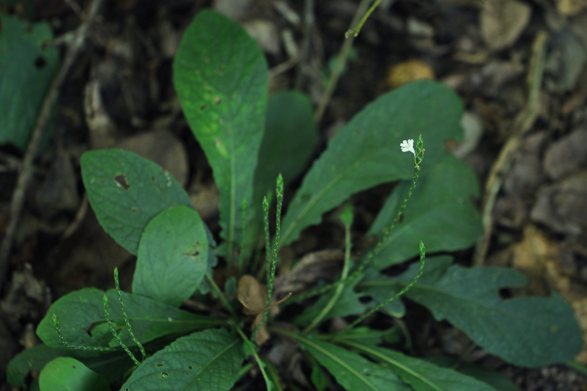 Elytraria acaulis