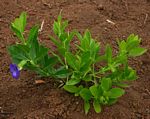 Thunbergia oblongifolia