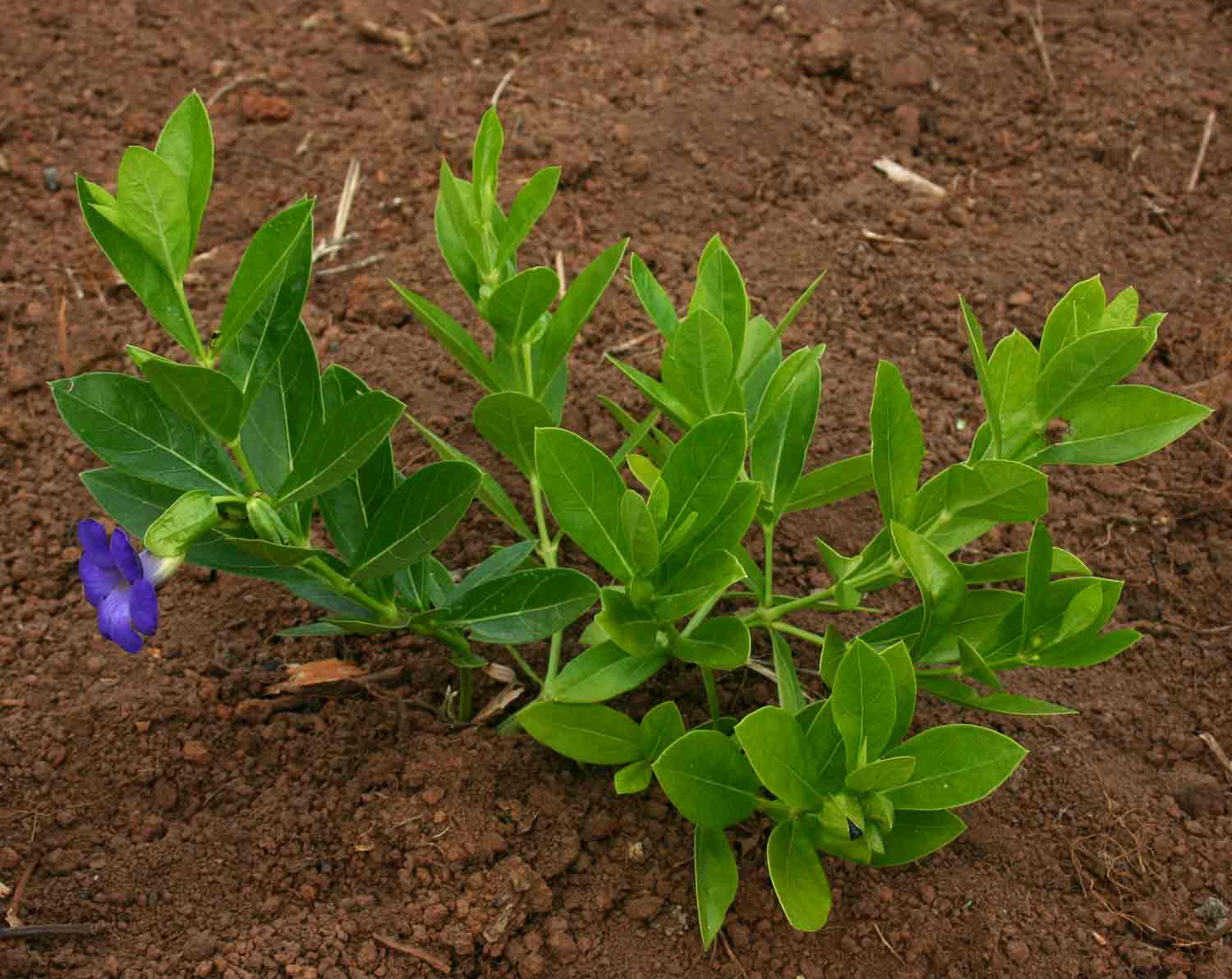 Thunbergia oblongifolia