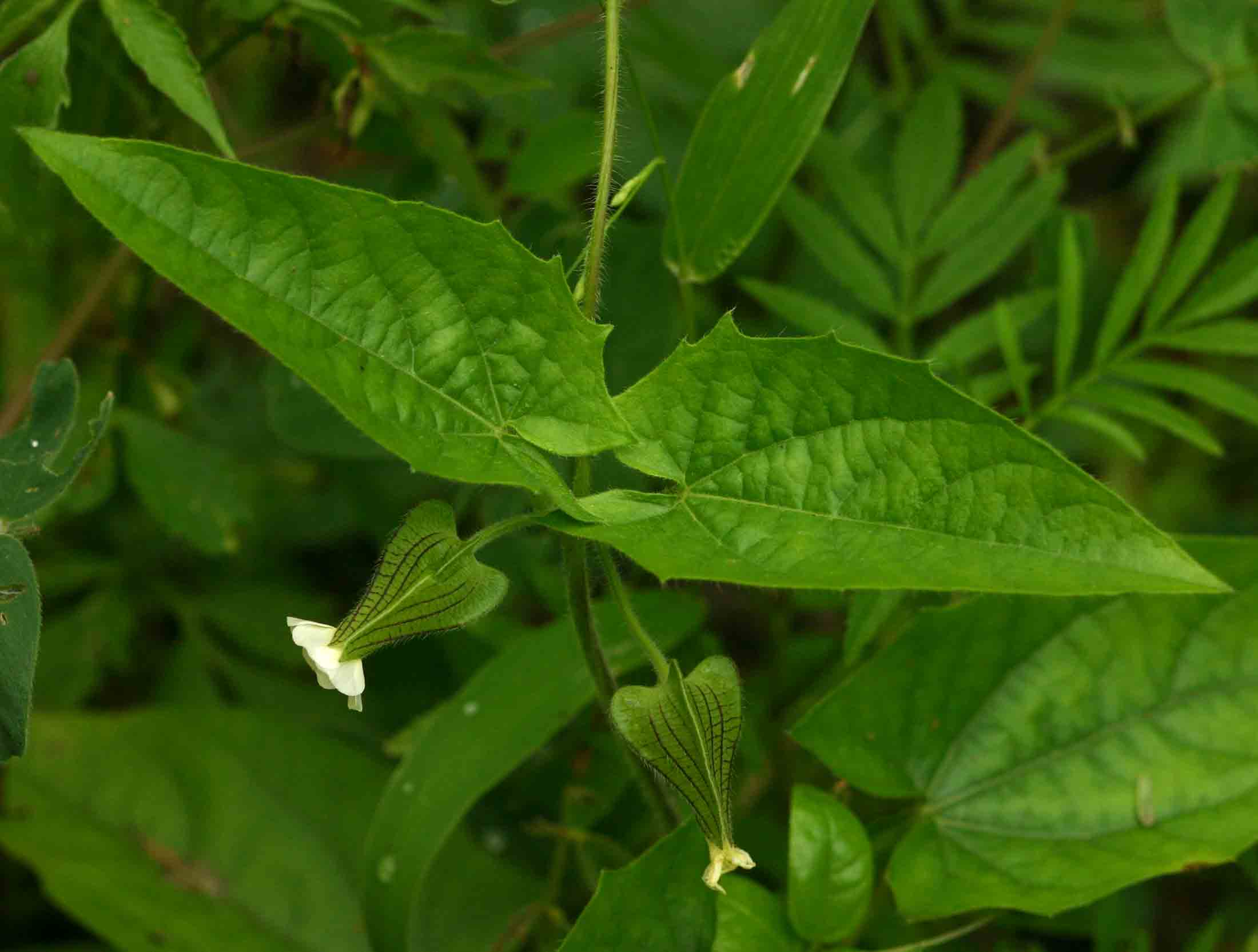 Thunbergia reticulata