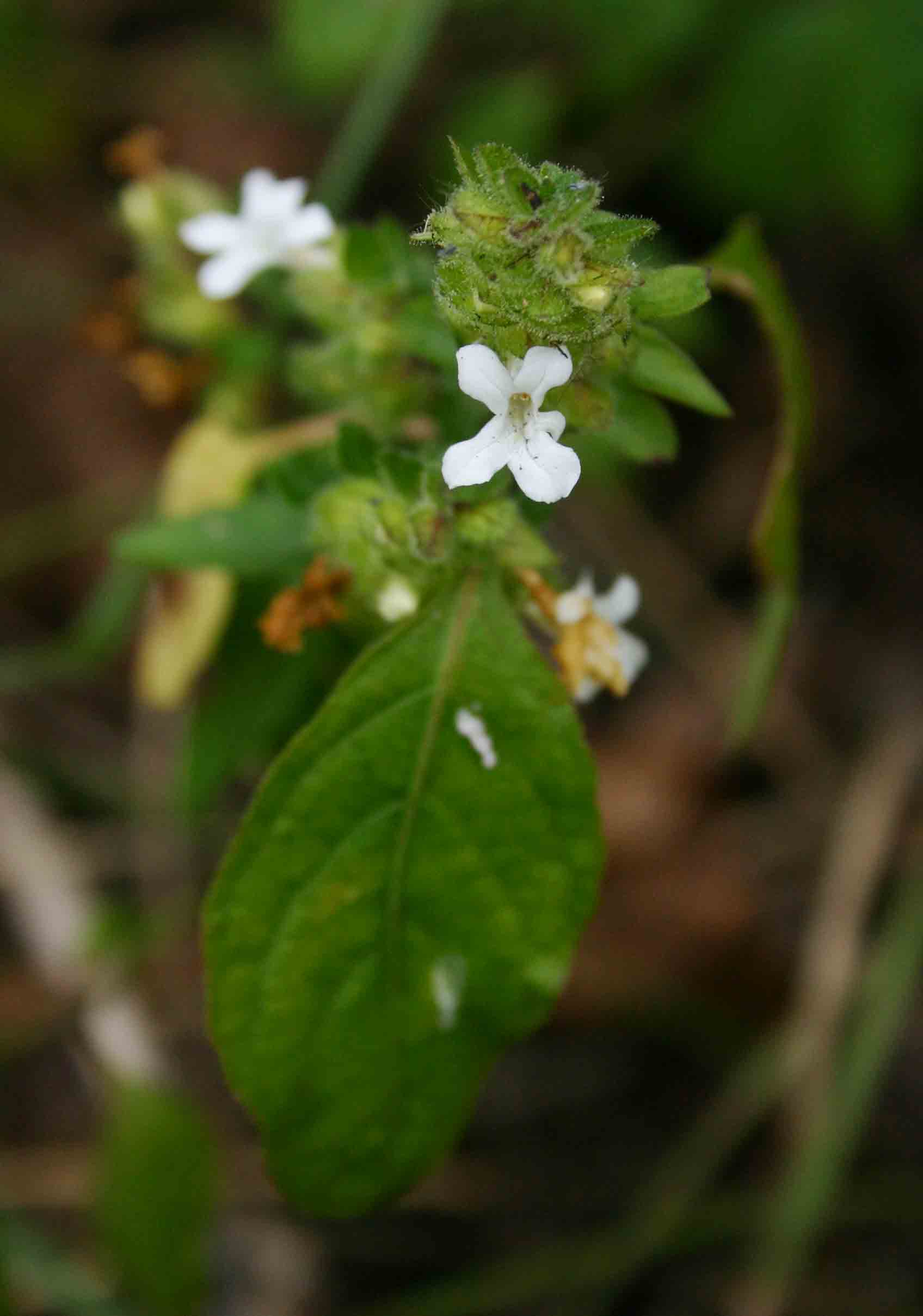 Phaulopsis imbricata subsp. imbricata