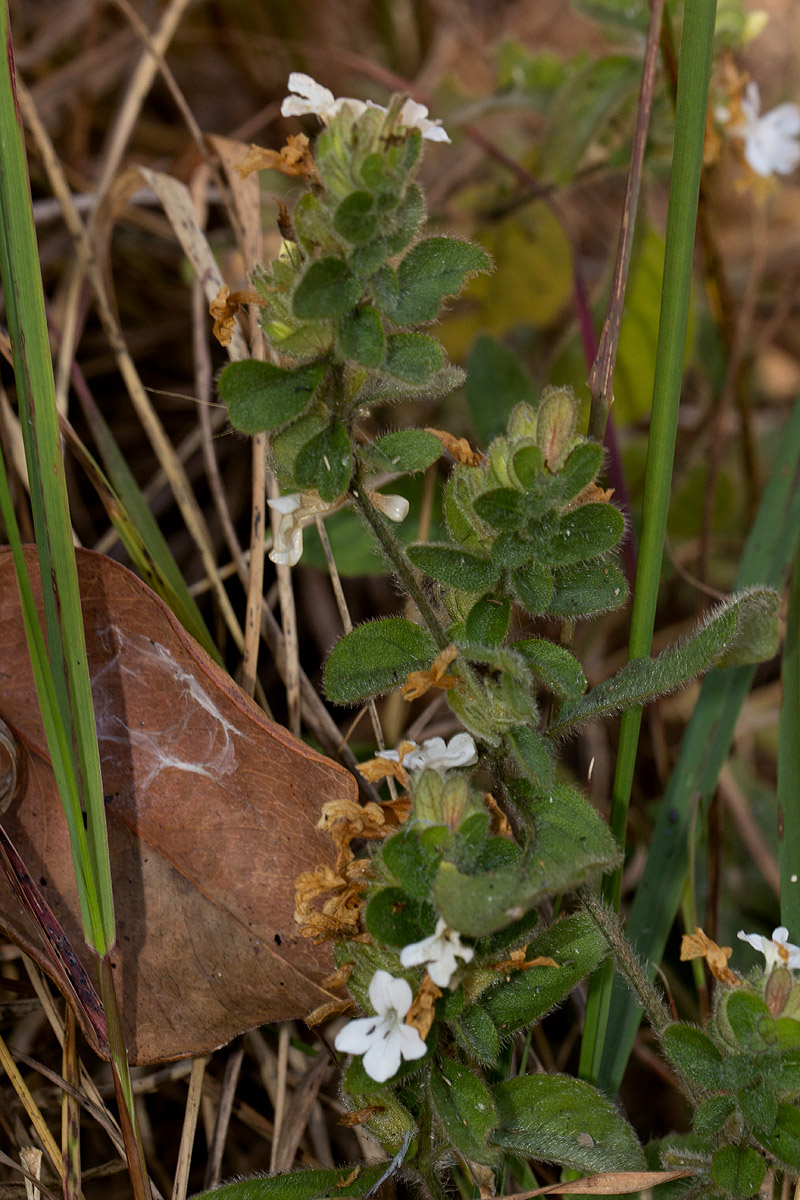 Phaulopsis imbricata subsp. imbricata