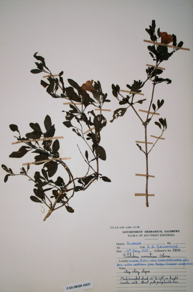 Petalidium aromaticum var. aromaticum
