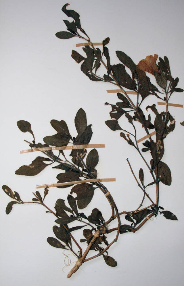 Petalidium aromaticum Petalidium aromaticum