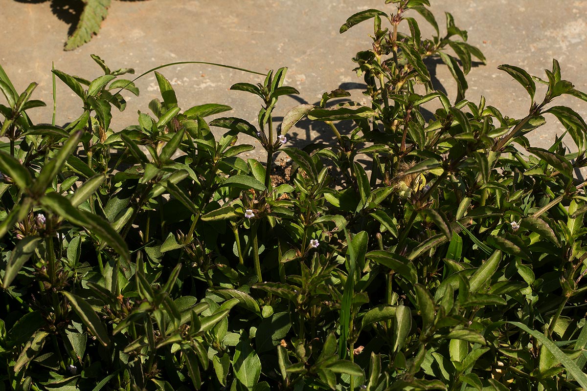 Dyschoriste nagchana