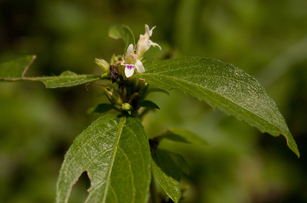 Duosperma crenatum