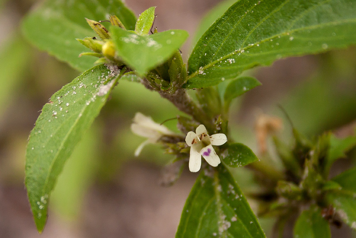 Duosperma crenatum