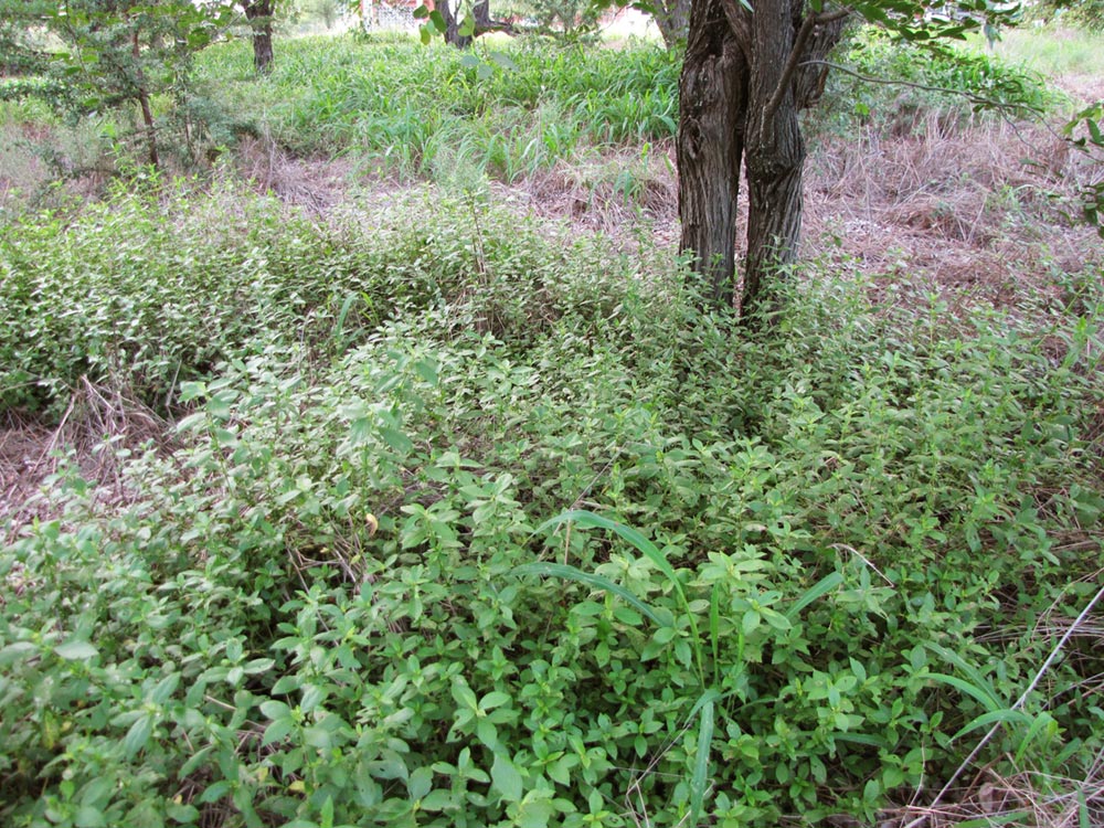 Duosperma crenatum Duosperma crenatum