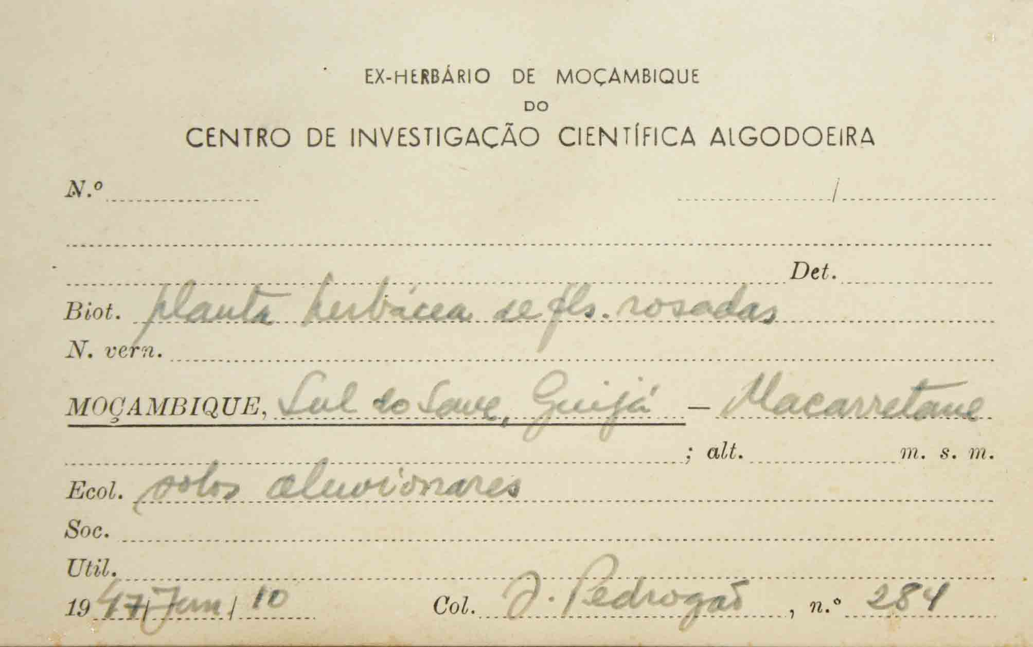 Duosperma quadrangulare