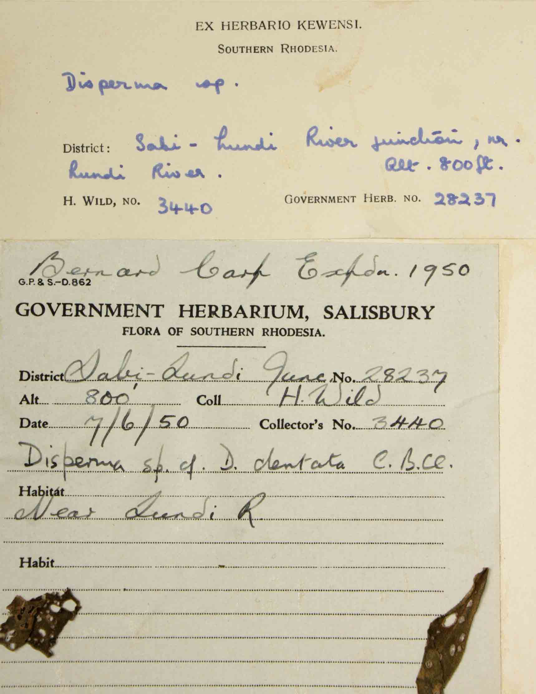 Duosperma quadrangulare Duosperma quadrangulare