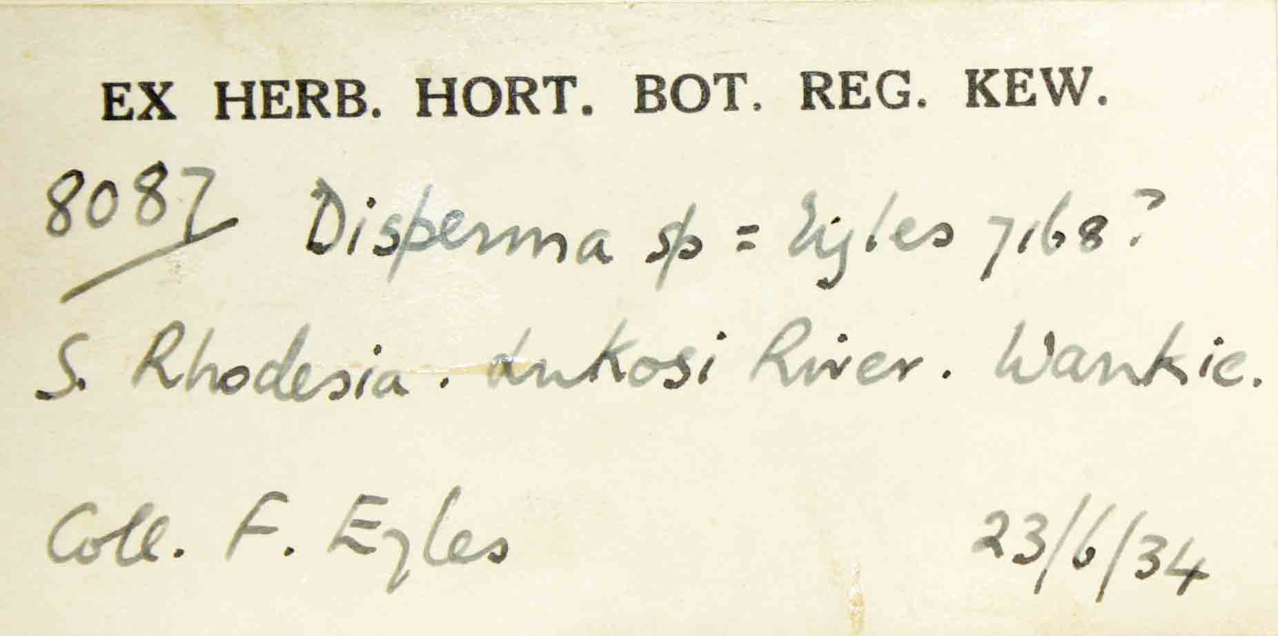 Duosperma quadrangulare