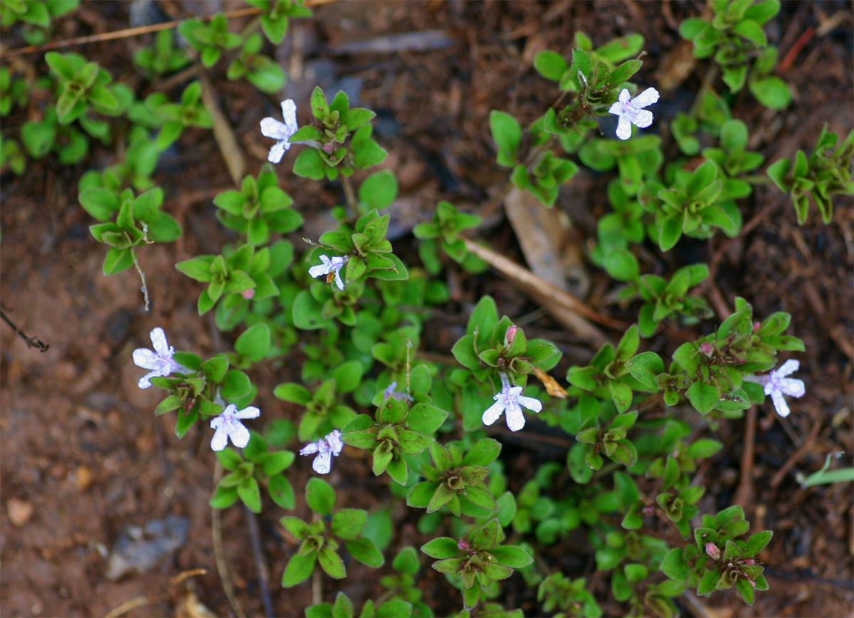 Chaetacanthus setiger