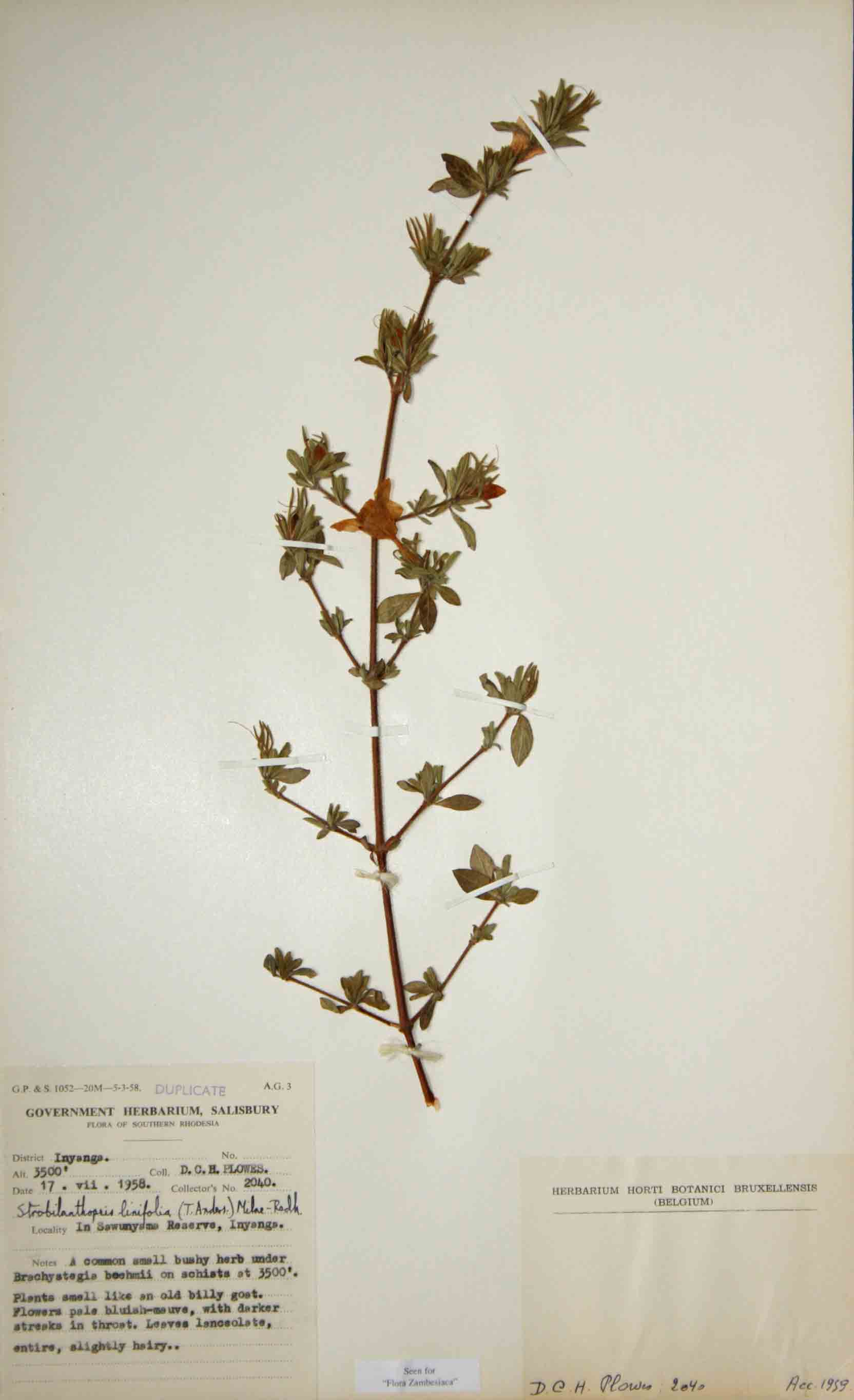 Strobilanthopsis linifolia